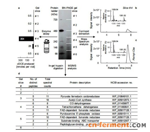 图3.应用非变性蓝胶电泳、质谱技术和蛋白质组学分析分离并鉴定Desulfitobacterium的四氯乙烯脱氯酶的辅酶因子