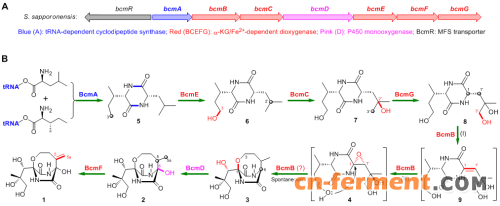 双环霉素的生物合成基因簇（A）和完整生物合成途径（B）