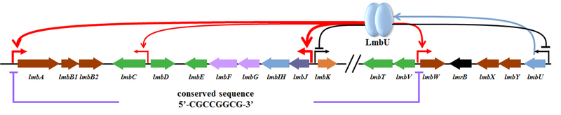 《细菌学杂志》报道华东理工大学关于林可霉素合成调控的最新研究