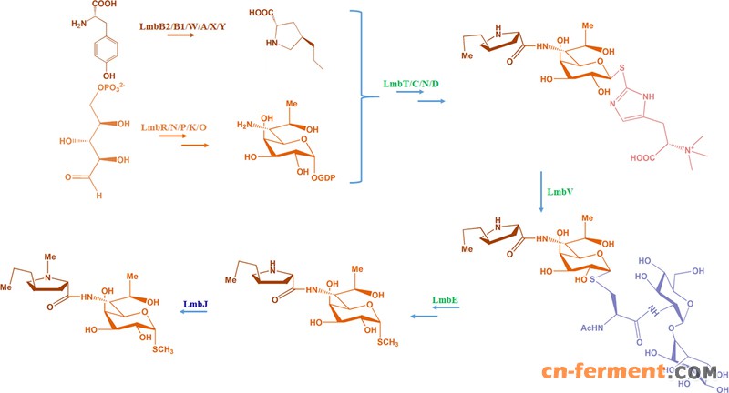 《细菌学杂志》报道华东理工大学关于林可霉素合成调控的最新研究