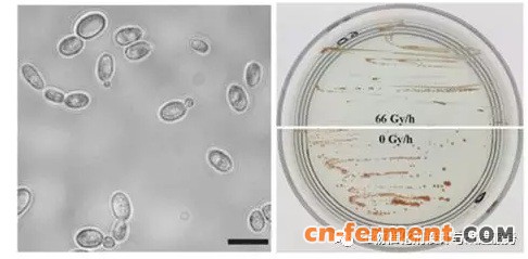 图1红酵母属（Rhodotorula taiwanensis）菌株MD1149
