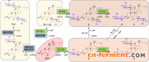 糖基转移酶催化修饰原人参三醇（PPT）示意图