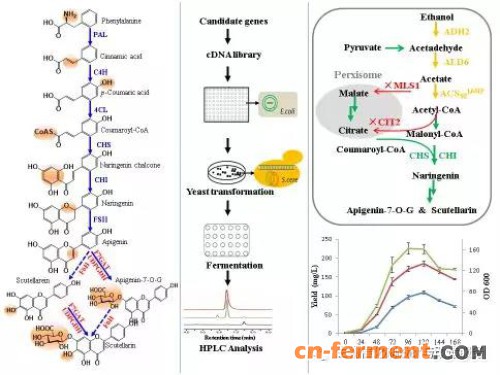 图1.灯盏花素合成途径 图2.基因筛选流程 图3.代谢工程改造与发酵