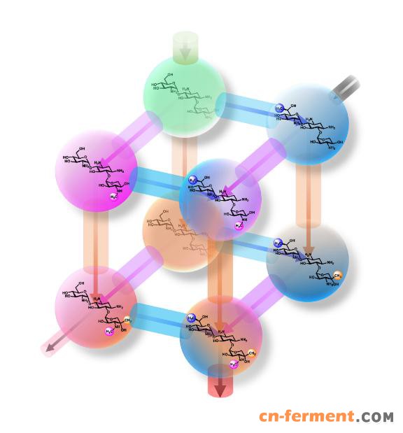 庆大霉素甲基化代谢网络示意图