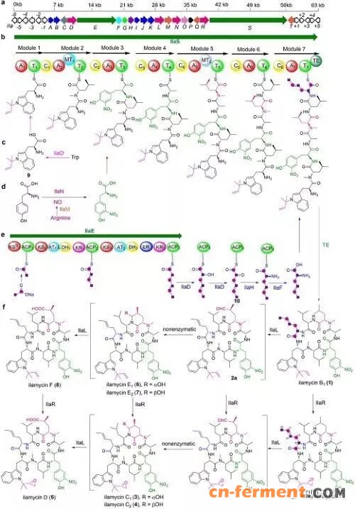 怡莱霉素的生物合成基因簇及其生物合成过程。