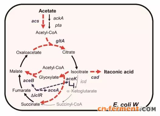 图1.基因工程策略图示