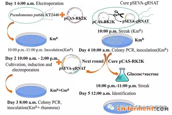 浙大吴坚平实验室建立基于CRISPR-Cas的恶臭假单胞菌基因组编辑和转录抑制工具