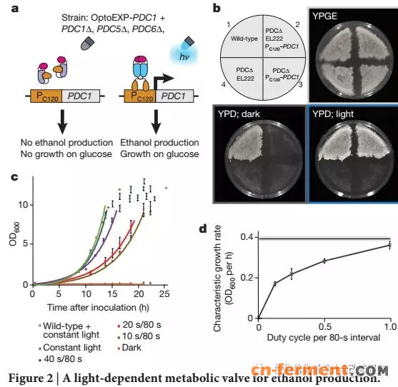 首次在酿酒酵母中实现精确的光遗传调控代谢途径
