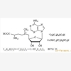 丁二磺酸腺苷蛋氨酸
