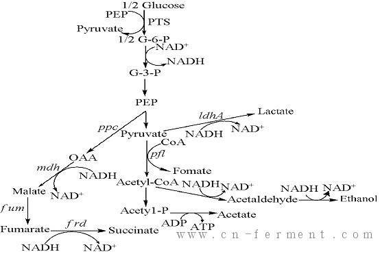 大肠杆菌厌氧混合酸发酵途径