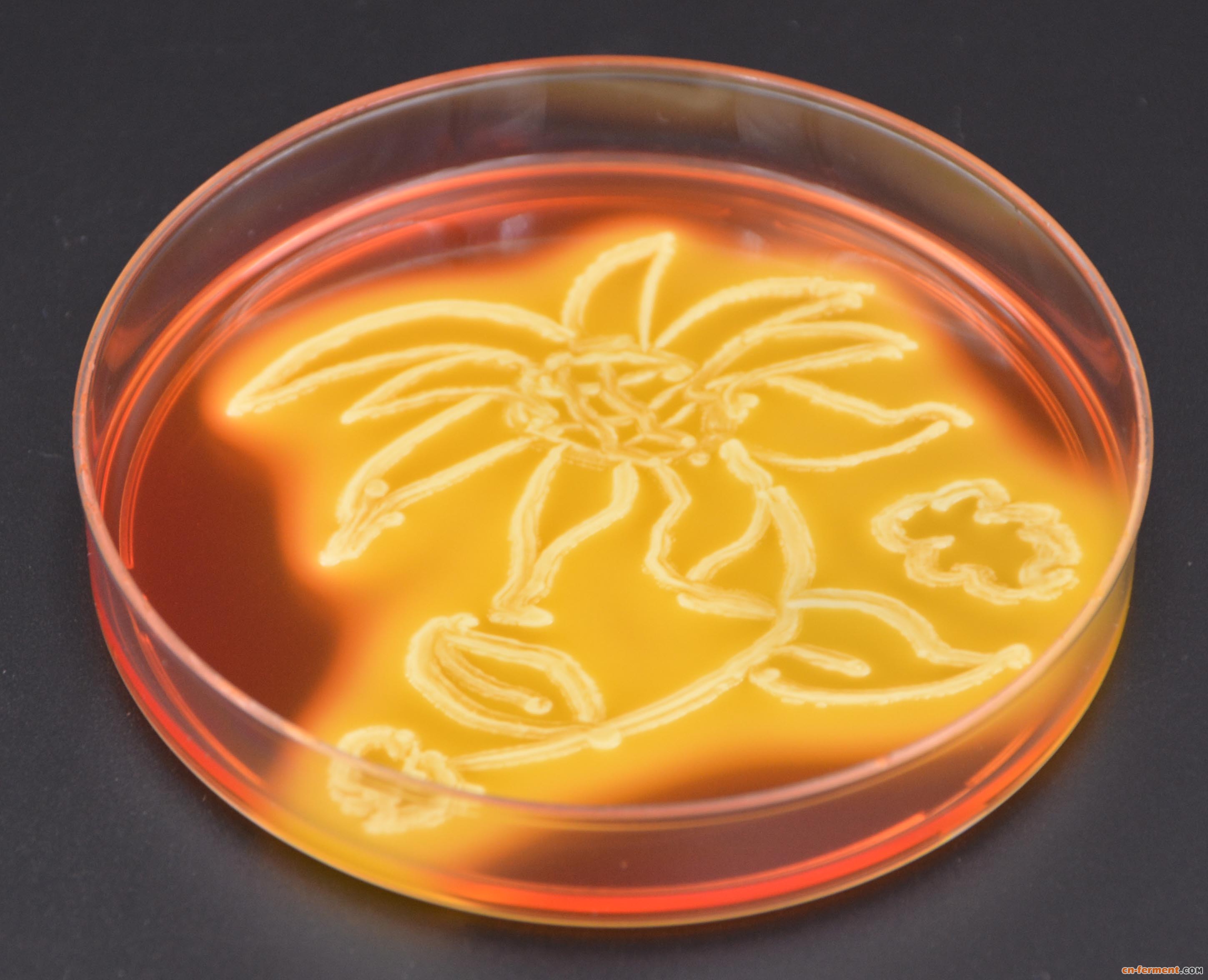培养皿绘画 | 中国风劲吹,坐等大神挑战骏马图_新闻中心_安琪酵母股份
