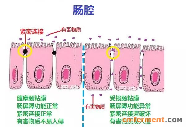 酪酸菌促进肠道发育,增强粘膜屏障功能