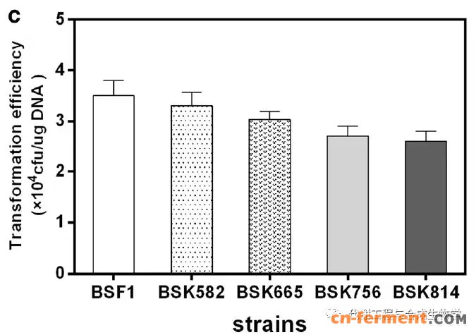随着基因简化的程度增大,转化效率逐渐降低