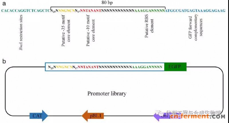 启动子文库的构建