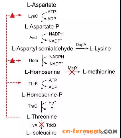 谷棒中苏氨酸代谢通路如下图
