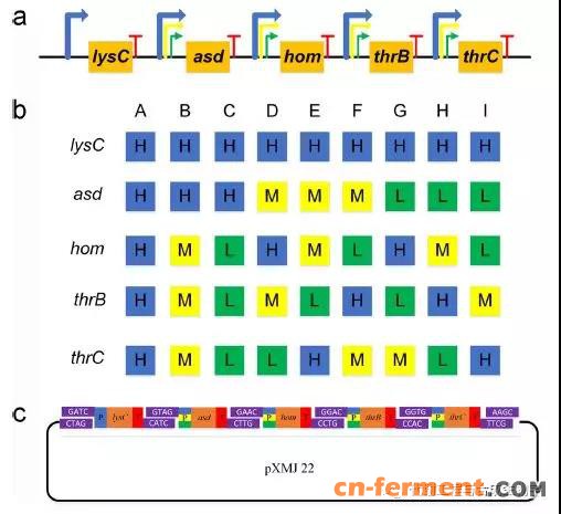 进行四因素(4基因)三水平(3种不同强度的启动子)正交实验