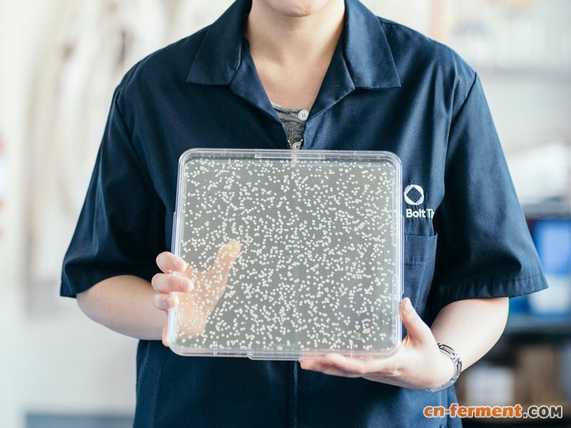 美国公司Bolt Threads利用酵母发酵生产人造蛛丝