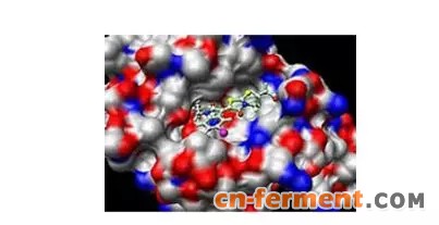 人工设计酶蛋白带来&ldquo;更绿&rdquo;制造