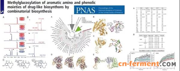 新合成生物学模块可同时提高药物先导化合物水溶性和稳定性