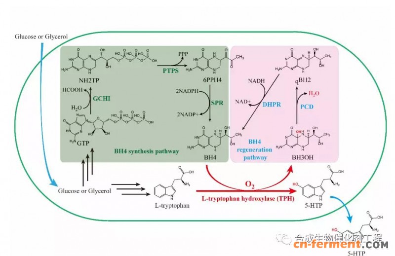 图1 工程大肠杆菌中生物合成5-HTP的代谢途径示意图