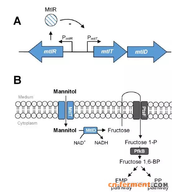 图1:谷氨酸棒状杆菌中的甘露醇操纵子(A)和甘露醇分解代谢路径(B)