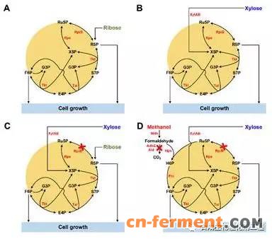 甲醇依赖型谷氨酸棒杆菌构建示意图
