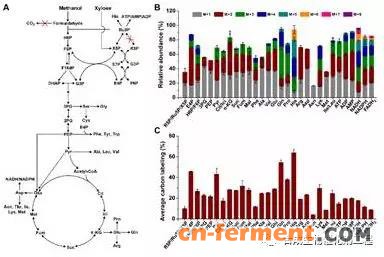 甲醇依赖型谷氨酸棒杆菌利用13C标记甲醇合成生物质