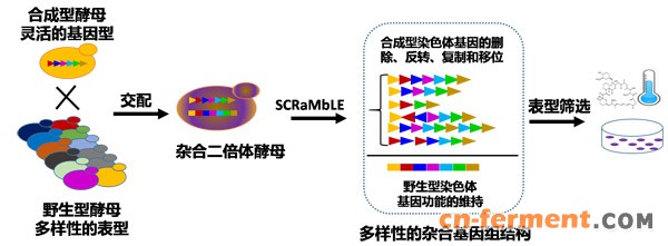 合成型基因组重排驱动酵母快速进化