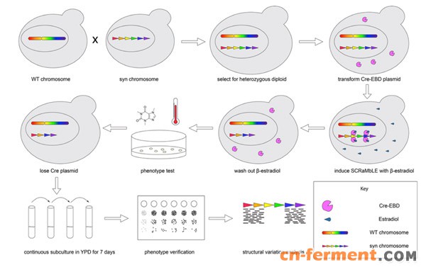 杂合二倍体与跨物种基因组重排模式图