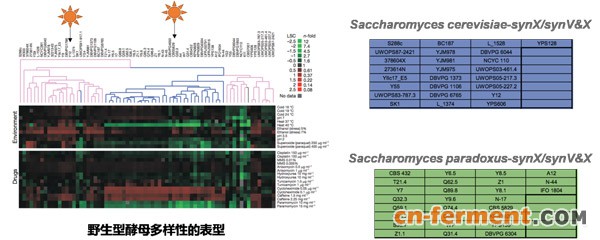 杂合二倍体和跨物种二倍体菌株库