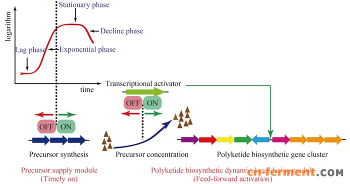 图 2. 合成生物学策略理性适配聚酮生物合成相关途径
