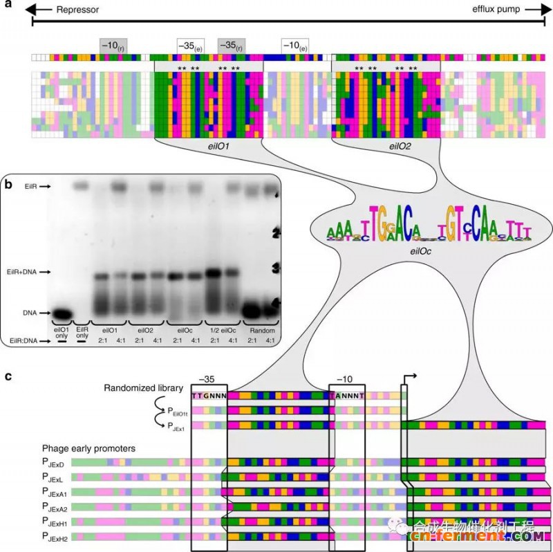 阳离子染料 做诱导剂