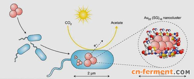 总的来说,这种无机物和微生物细菌这样的生物物质的融合利用设计,不仅