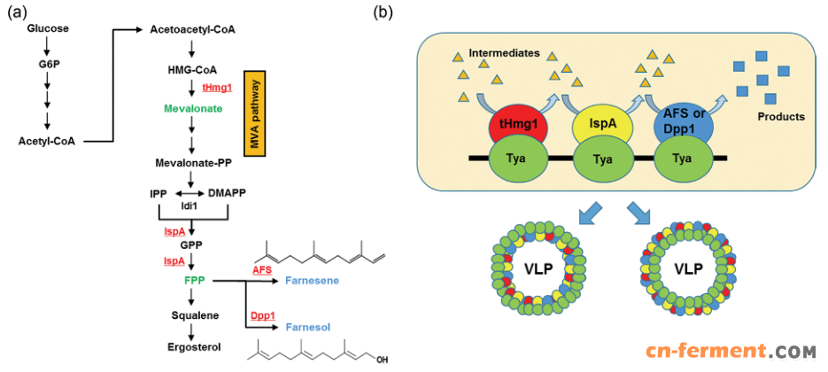 酿酒酵母首次利用多酶组装法提高法尼烯/醇产量