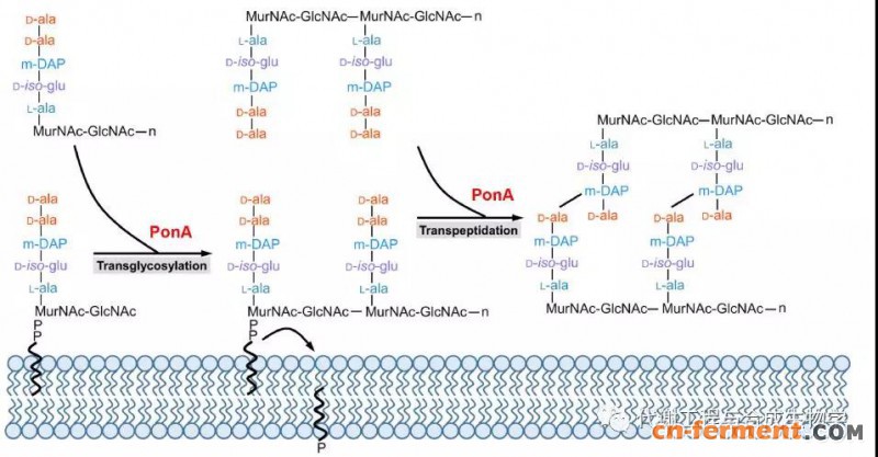 天津工生所:肽聚糖合成基因突变提高谷棒电转效率
