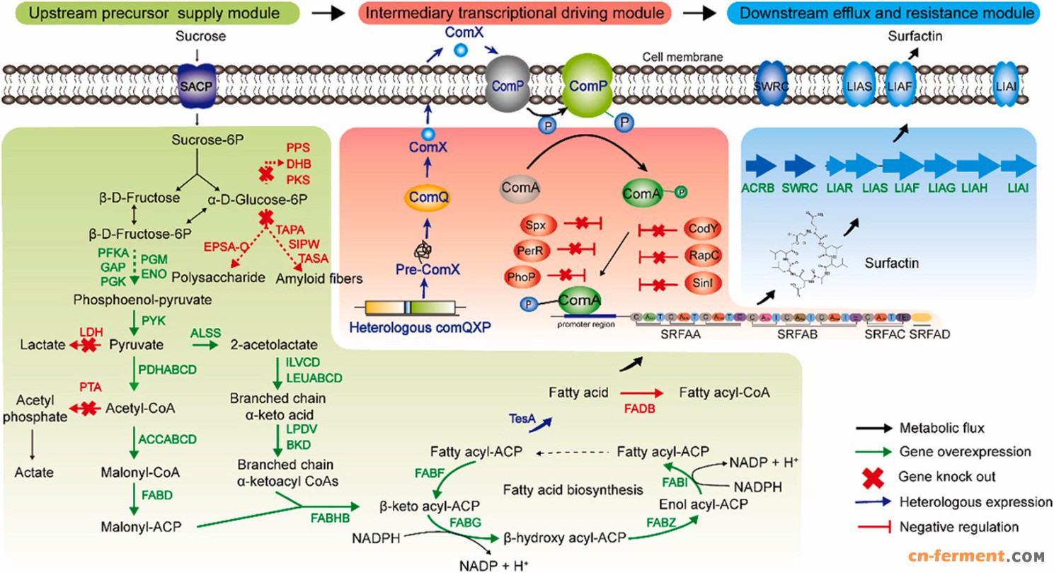江南大学徐岩实验室系统的代谢工程提高枯草芽孢杆菌168中表面活性素