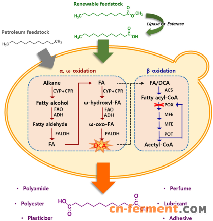 图1 W. sorbophila中二羧酸生物合成途径