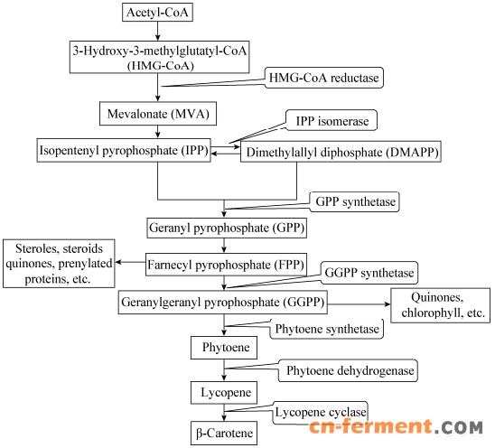 图 2　 三孢布拉霉中番茄红素的合成途径 