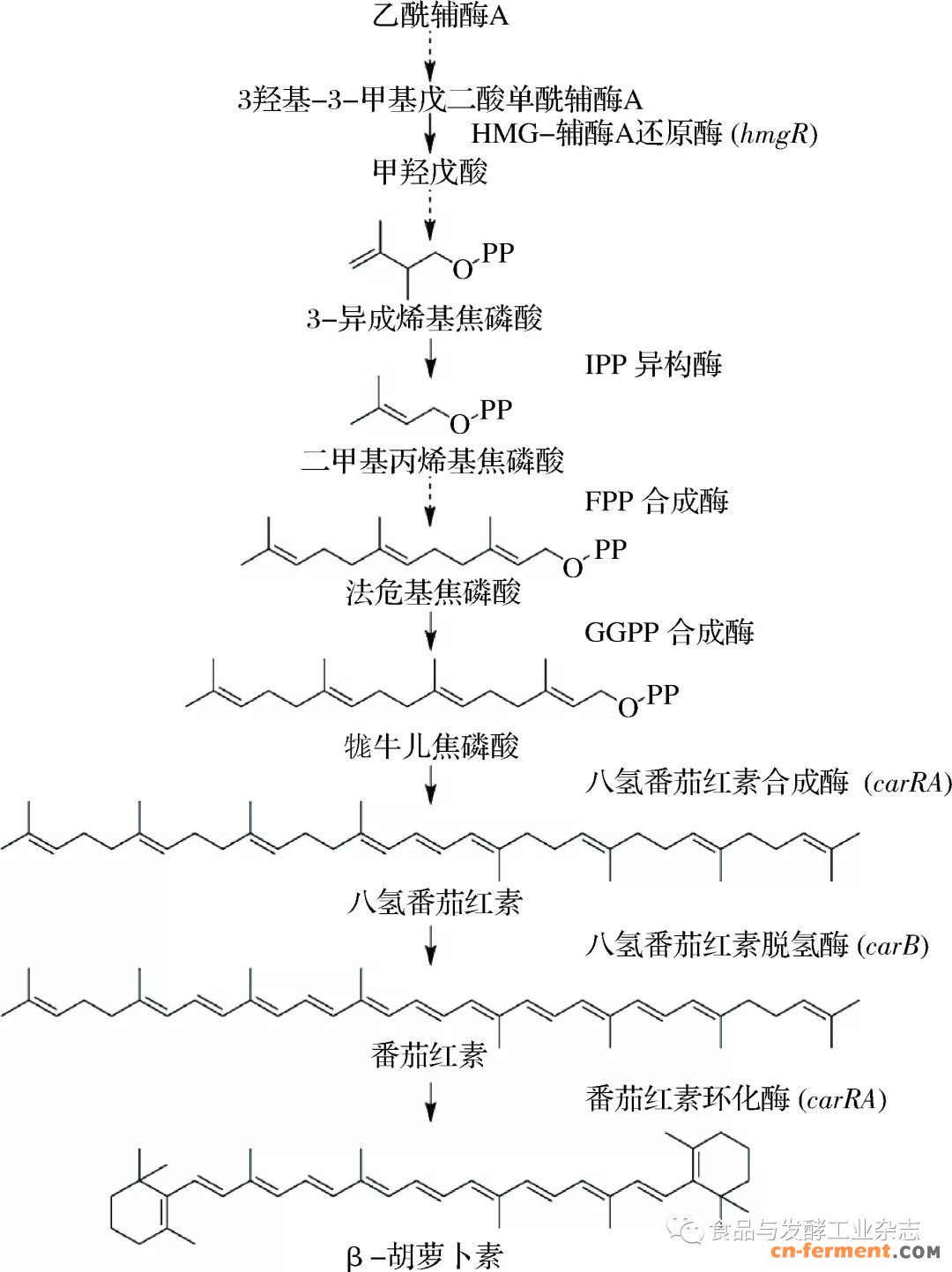 范超┃三孢布拉霉发酵生产类胡萝卜素的产业化关键点探讨-雪花新闻