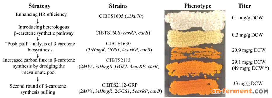 科学家在解脂耶氏酵母中迭代整合途径基因高产&beta;-胡萝卜素