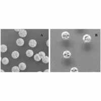 转让米尔贝霉素发酵技术和菌种