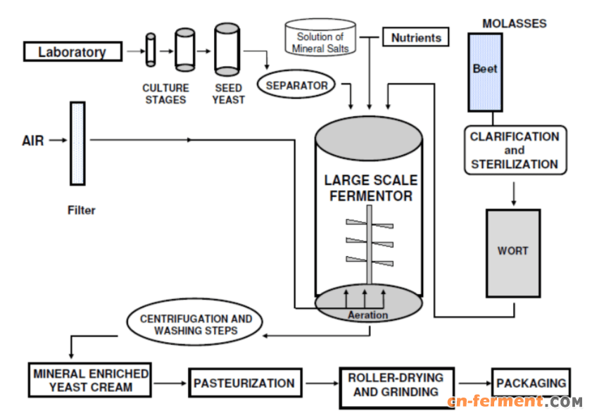 whole-cell-Saccharomyces-cerevisiae