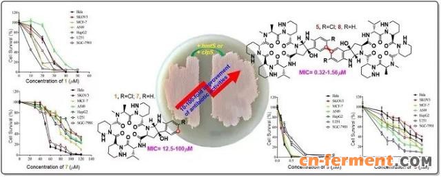 图1. 理性设计、生物制造活性显著提高的白黄菌素二聚化衍生物