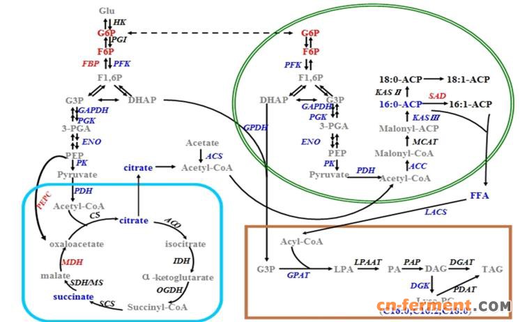 小型黄丝藻的中心碳代谢流的调节模型和脂质生物合成方案