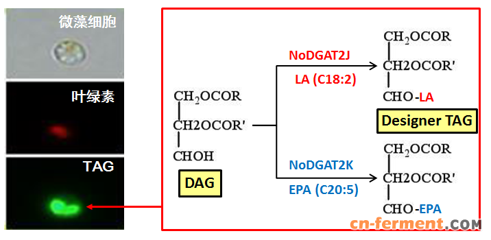 　　图1 工业产油微藻中甘油三酯（TAG）分子结构的理性设计