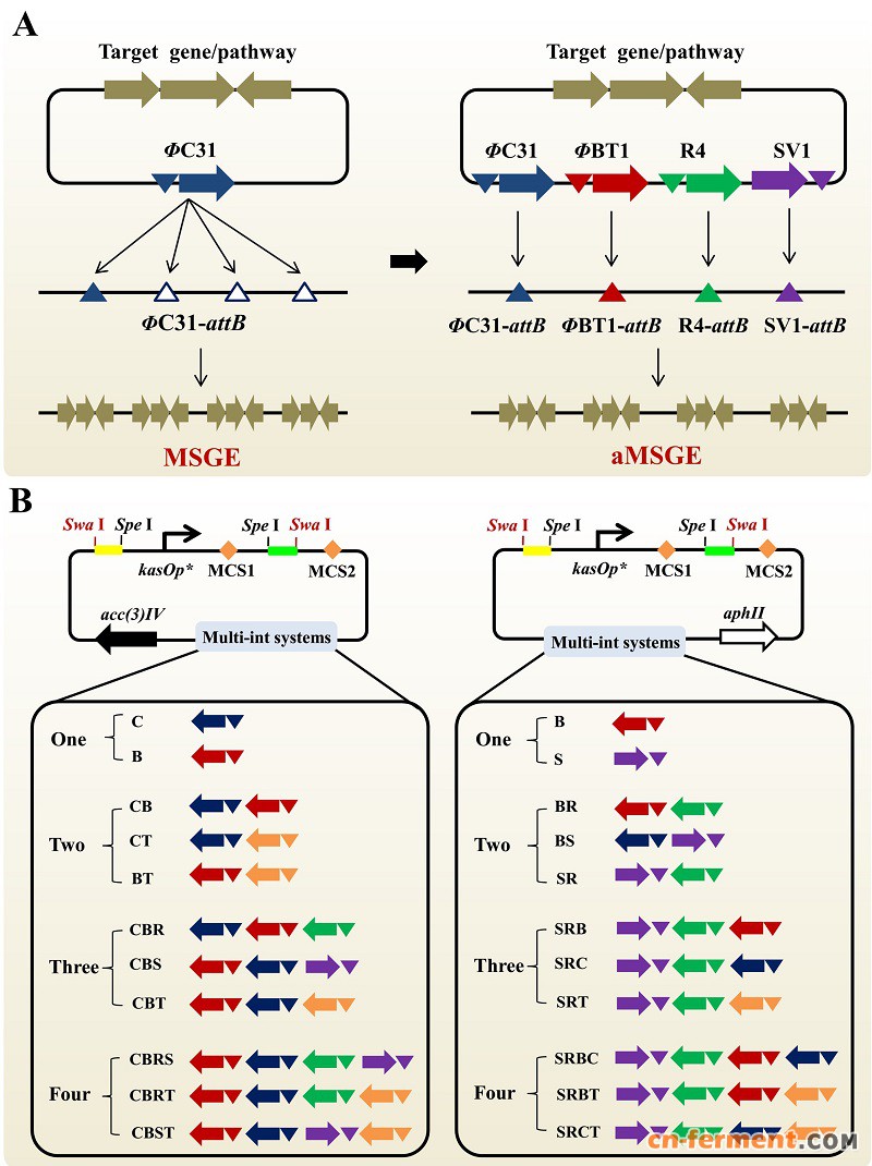 　图1 放线菌天然产物合成基因簇多位点染色体插入的新技术