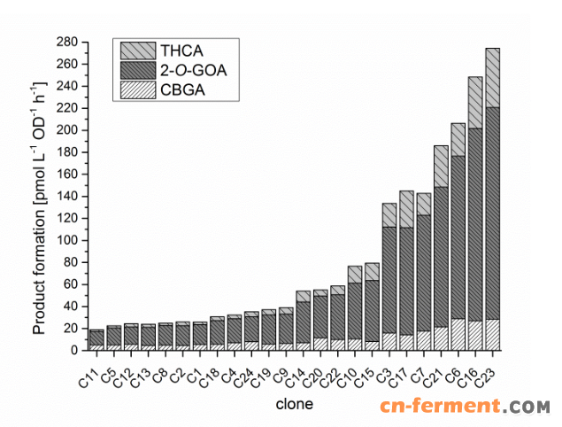 图5.筛选表达nphB和thcas（PP2_NT）的24种不同的K.phaffii转化体。