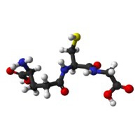 转让生物发酵法生产还原型谷胱甘肽（GSH）技术 酿酒酵母菌
