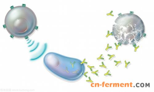 药明生物与天境生物在工艺开发及生产领域达成长期战略合作