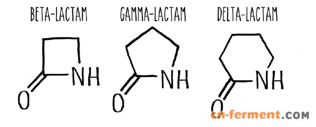 beta-lactam-1.jpg